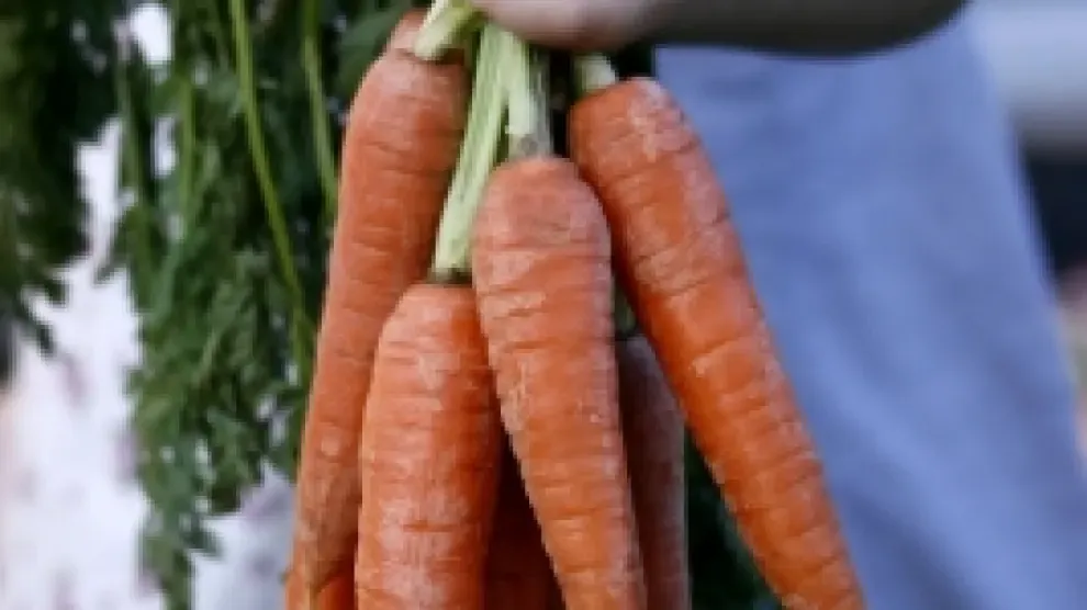 zanahorias mano