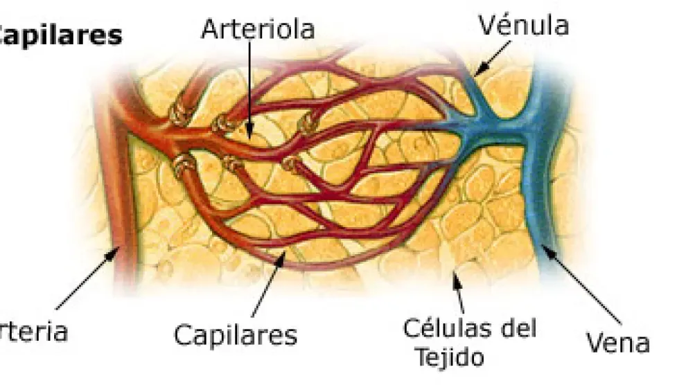 capilares