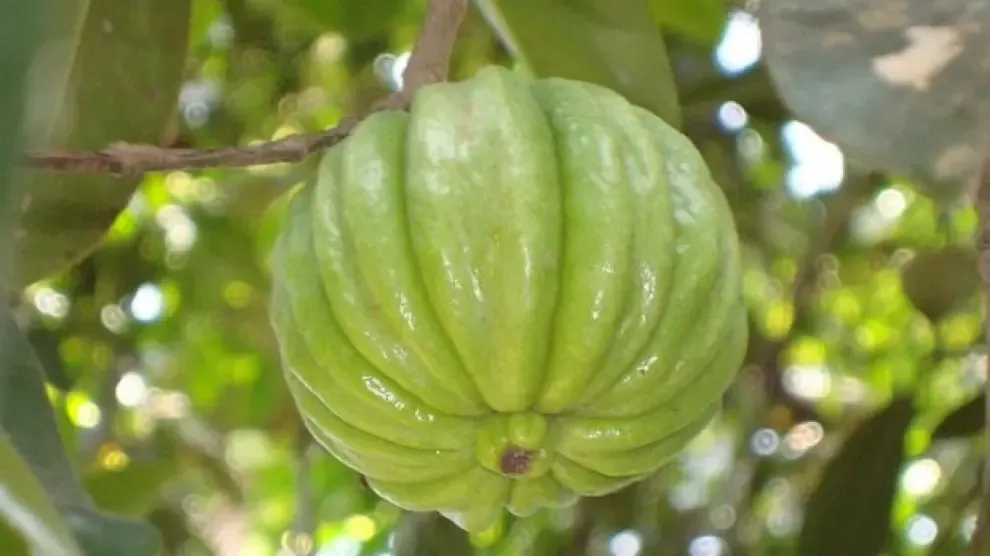 garcinia fruto