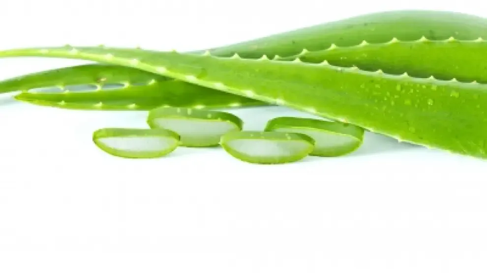 aloe vera